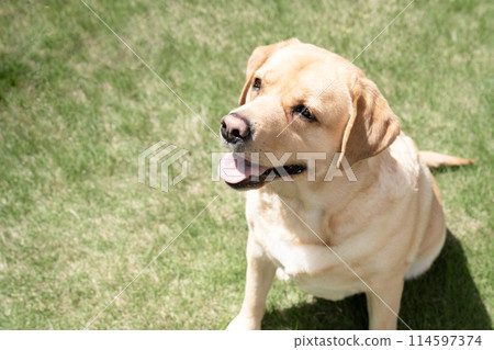 Bust of a smiling Labrador retriever on the grass 114597374
