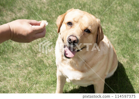 Labrador retriever receiving a treat 114597375