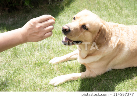 拉布拉多獵犬接受零食 拉布拉多獵犬接受零食 114597377