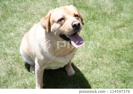 Bust of a smiling Labrador retriever on the grass Bust of a smiling Labrador retriever on the grass 114597378