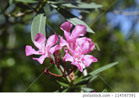 Common oleander 114597391