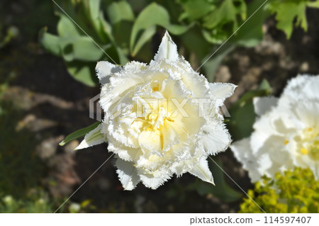 Tulip Snow Crystal Tulip Snow Crystal 114597407