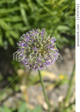 Flowering Onion Purple Sensation Flowering Onion Purple Sensation 114597421