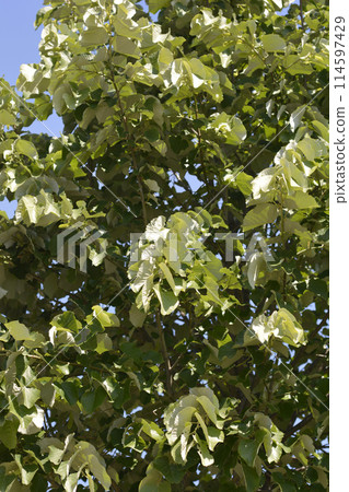 Silver lime 114597429