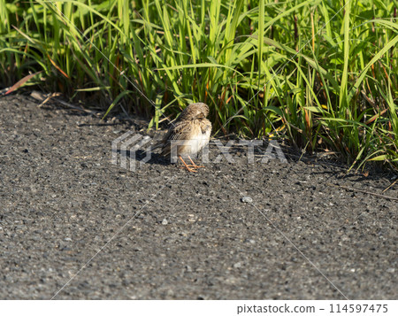 A skylark preening itself at Yao Airport A skylark preening itself at Yao Airport 114597475