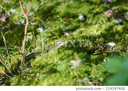 爬在苔上的山香 114597488