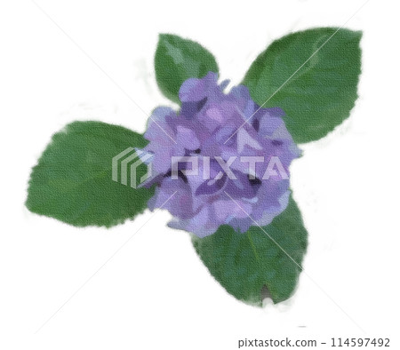 雨季繡球花 114597492