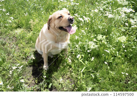 Smiling Labrador Retriever with Poppy Flowers 114597500