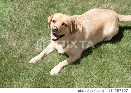 Bust of a smiling Labrador retriever on the grass Bust of a smiling Labrador retriever on the grass 114597507