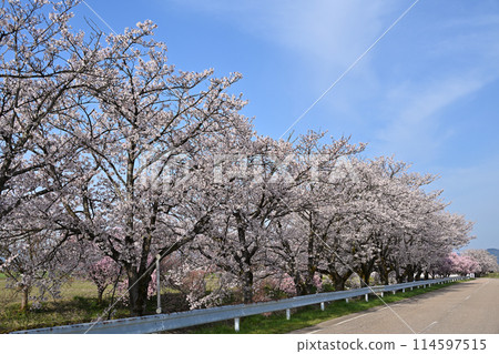 Cherry blossom trees along the Daimon River in Nanto City Cherry blossom trees along the Daimon River in Nanto City 114597515