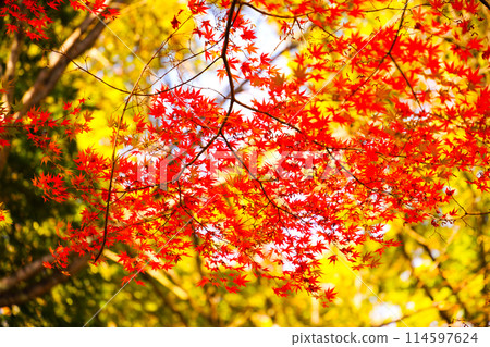 Bright red autumn leaves in full bloom 114597624