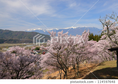 長野縣伊那市美穗山丘公園的高遠小彼岸櫻花盛開,木曾山中部阿爾卑斯山的積雪綿綿不絕 長野縣伊那市美穗山丘公園的高遠小彼岸櫻花盛開,木曾山中部阿爾卑斯山的積雪綿綿不絕 114597648