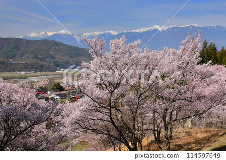 長野縣伊那市美穗山丘公園的高遠小彼岸櫻花盛開,木曾山中部阿爾卑斯山的積雪綿綿不絕 長野縣伊那市美穗山丘公園的高遠小彼岸櫻花盛開,木曾山中部阿爾卑斯山的積雪綿綿不絕 114597649