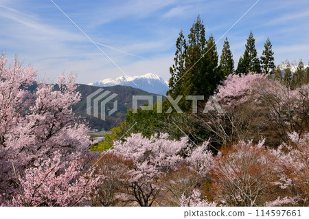 Takatookohigan cherry blossoms in full bloom at Misuzu Park on the hill in Ina City, Nagano Prefecture, and snow still remaining in the Kiso Mountains Central Alps Takatookohigan cherry blossoms in full bloom at Misuzu Park on the hill in Ina City, Nagano Prefecture, and snow still remaining in the Kiso Mountains Central Alps 114597661