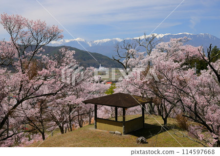 長野縣伊那市美穗山丘公園的高遠小彼岸櫻花盛開,木曾山中部阿爾卑斯山的積雪綿綿不絕 長野縣伊那市美穗山丘公園的高遠小彼岸櫻花盛開,木曾山中部阿爾卑斯山的積雪綿綿不絕 114597668