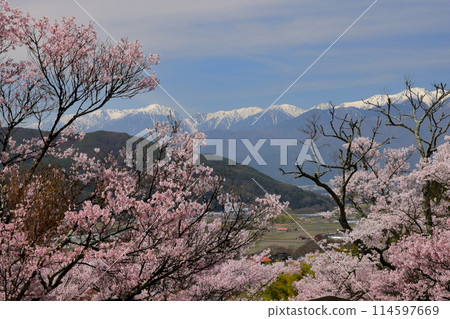 Takatookohigan cherry blossoms in full bloom at Misuzu Park on the hill in Ina City, Nagano Prefecture, and snow still remaining in the Kiso Mountains Central Alps 114597669