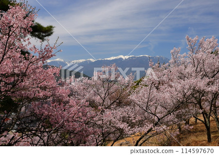 長野縣伊那市美穗山丘公園的高遠小彼岸櫻花盛開,木曾山中部阿爾卑斯山的積雪綿綿不絕 長野縣伊那市美穗山丘公園的高遠小彼岸櫻花盛開,木曾山中部阿爾卑斯山的積雪綿綿不絕 114597670