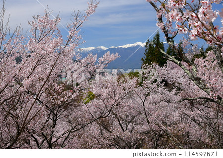 長野縣伊那市美穗山丘公園的高遠小彼岸櫻花盛開,木曾山中部阿爾卑斯山的積雪綿綿不絕 長野縣伊那市美穗山丘公園的高遠小彼岸櫻花盛開,木曾山中部阿爾卑斯山的積雪綿綿不絕 114597671