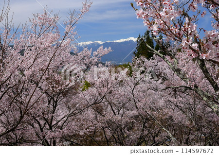 長野縣伊那市美穗山丘公園的高遠小彼岸櫻花盛開，木曾山中部阿爾卑斯山的積雪綿綿不絕 114597672