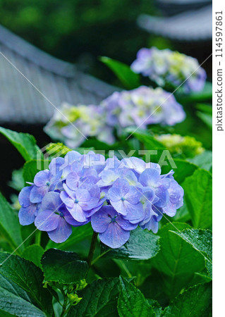 Yada Temple Hydrangea 114597861