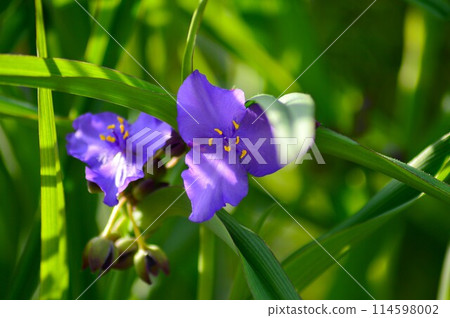 漂亮的花 紫晝花 (紫晝花) 五月 114598002