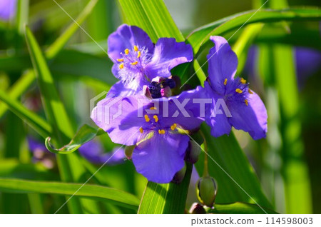 五月盛開的紫色花朵 114598003