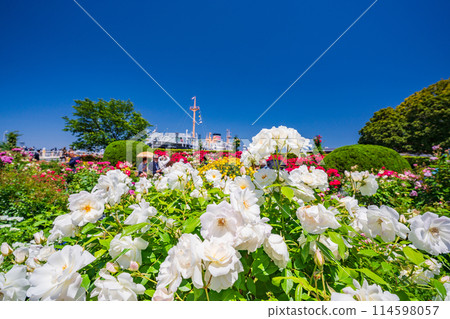 (Kanagawa Prefecture) Yamashita Park in Yokohama, with beautiful roses in full bloom 114598057