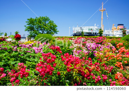 （神奈川縣）橫濱山下公園，美麗的玫瑰盛開 114598060
