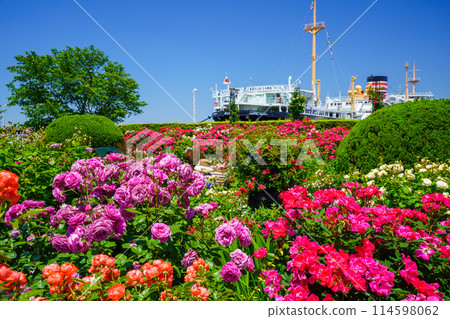 (神奈川縣)橫濱市,山下公園,冰河丸後面盛開的玫瑰 (神奈川縣)橫濱市,山下公園,冰河丸後面盛開的玫瑰 114598062