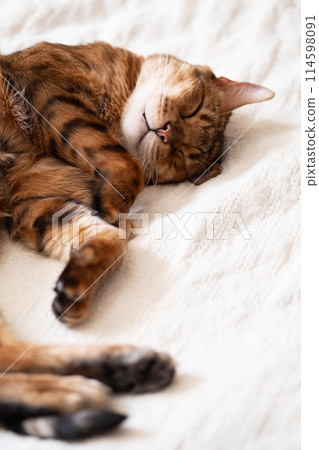Cute napping bengal cat in bed. 114598091