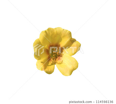 Portulaca Umbraticola 114598136