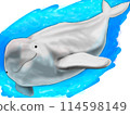 Illustration of Finless Porpoise 114598149