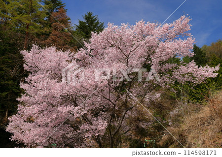 A view of the Takatookohigan cherry blossoms in full bloom near Misuzu Park on a hill in Ina City, Nagano Prefecture A view of the Takatookohigan cherry blossoms in full bloom near Misuzu Park on a hill in Ina City, Nagano Prefecture 114598171