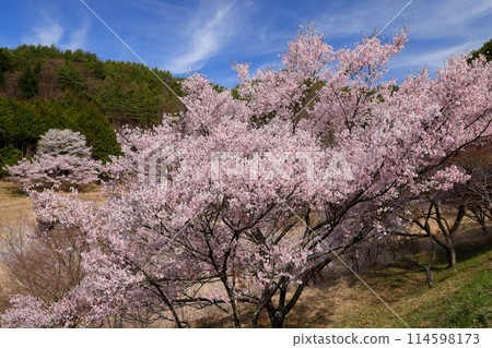 長野縣伊那市三保市三穗公園附近高遠大河彼岸櫻花盛開的景色 114598173