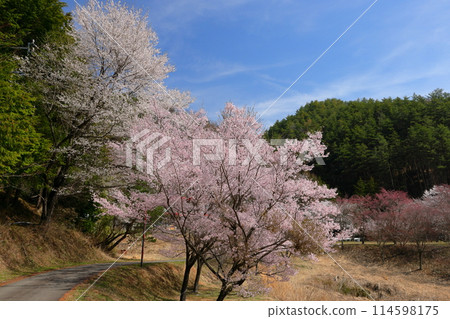 A view of the Takatookohigan cherry blossoms in full bloom near Misuzu Park on a hill in Ina City, Nagano Prefecture A view of the Takatookohigan cherry blossoms in full bloom near Misuzu Park on a hill in Ina City, Nagano Prefecture 114598175