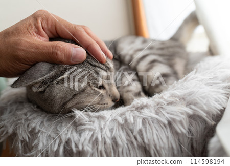 Stroking a cat Sabatra cat 114598194