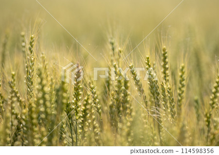 Wheat field in May 114598356