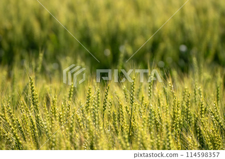 Wheat field in May Wheat field in May 114598357