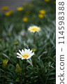 White dandelion 114598388
