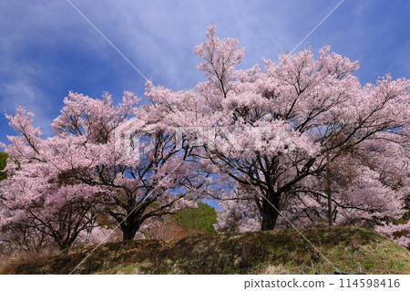 Takatookohigan cherry blossoms in full bloom and blue skies at Misuzu Park on the hill in Ina City, Nagano Prefecture Takatookohigan cherry blossoms in full bloom and blue skies at Misuzu Park on the hill in Ina City, Nagano Prefecture 114598416