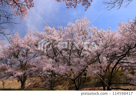 長野縣伊那市三保山上的三鈴公園,高遠大河彼岸櫻花盛開,藍天映襯下的景色 長野縣伊那市三保山上的三鈴公園,高遠大河彼岸櫻花盛開,藍天映襯下的景色 114598417