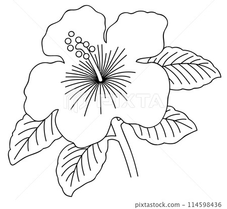 Simple hibiscus line drawing vector illustration 114598436