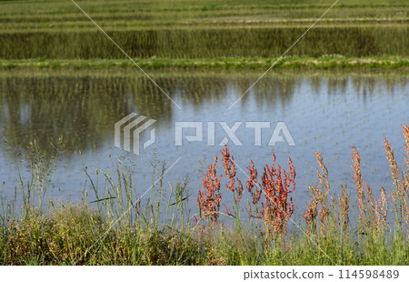 Sorrel on the bank and newly planted rice fields 114598489