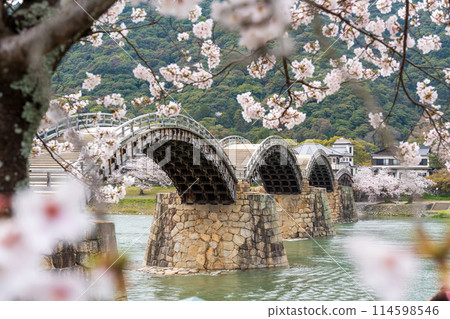 錦帶橋的櫻花 岩國市 114598546