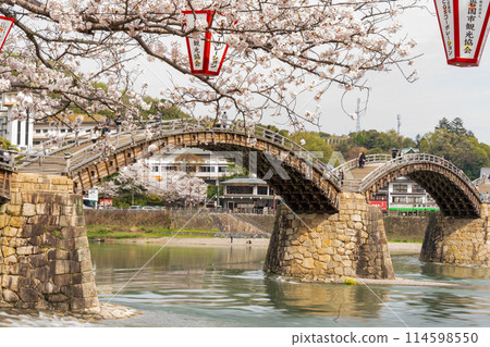 Cherry blossoms at Kintai Bridge, Iwakuni City Cherry blossoms at Kintai Bridge, Iwakuni City 114598550