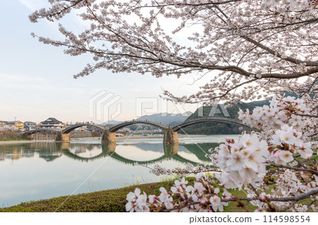 錦帶橋的櫻花 岩國市 114598554