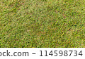 Green grass surface with a slightly uneven, natural appearance. 114598734