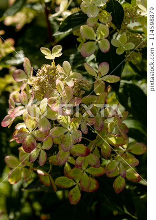 Huge petals of the delicate green color of the flowers of the paniculate hydrangea of the Pastel Green variety in the garden close-up. Huge petals of the delicate green color of the flowers of the paniculate hydrangea of the Pastel Green variety in the garden close-up. 114598879