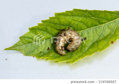 Winter pest insect pest Agrotis segetum Winter pest insect pest Agrotis segetum 114598887