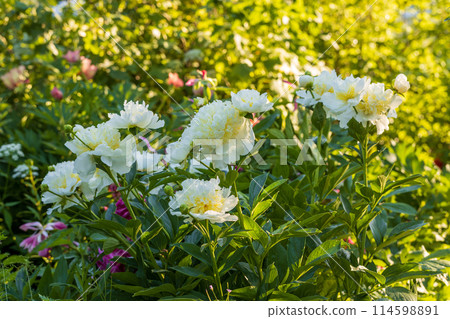Blooming bush of bomb-shaped white and yellow peonies in the garden Blooming bush of bomb-shaped white and yellow peonies in the garden 114598891